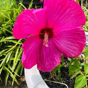 Meet your Posher, Alli